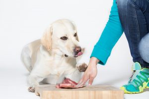 barfberatung-ruhhammer-futterplan-erwachsener-hund