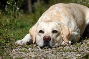 barfberatung-ruhhammer-futterplan-senioren